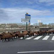 Transhumance à Beaugency