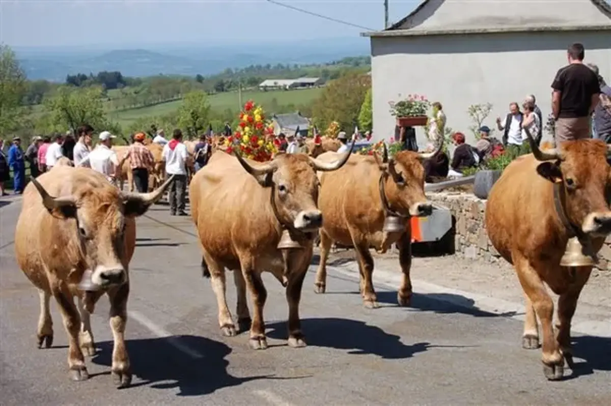 Transhumance à Salgues : matinée tripoux-escargots
