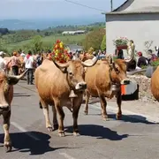 Transhumance à Salgues : matinée tripoux-escargots
