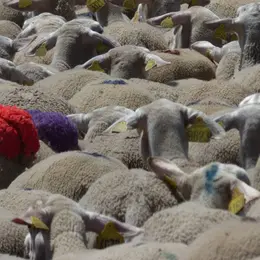 Transhumance Au Mont Lozère