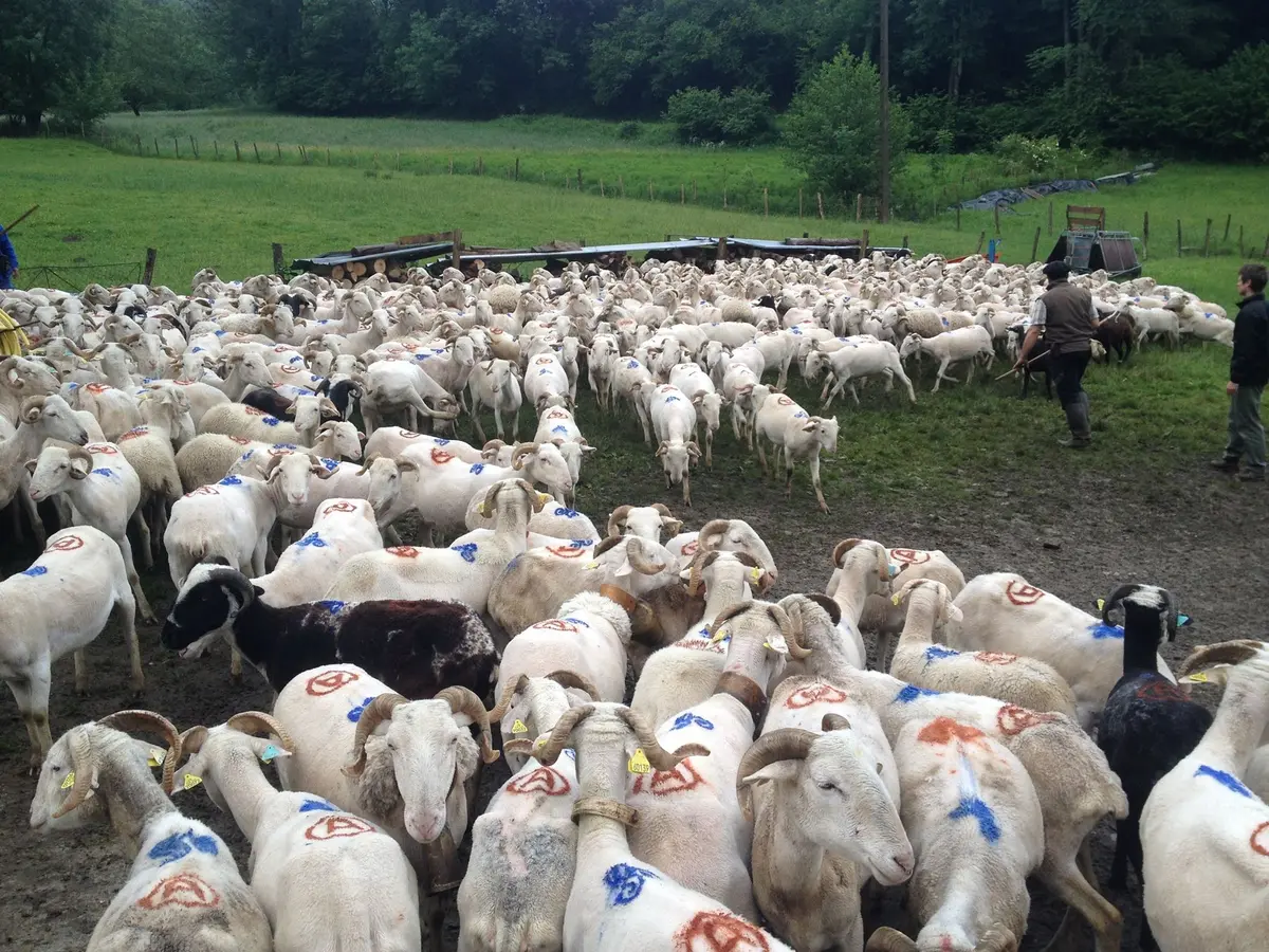 Transhumance De L'Escalette