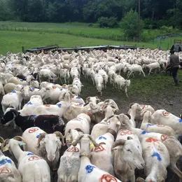 Transhumance De L'Escalette