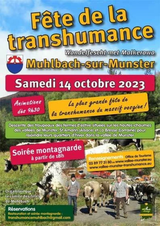 Transhumance de Muhlbach sur Munster