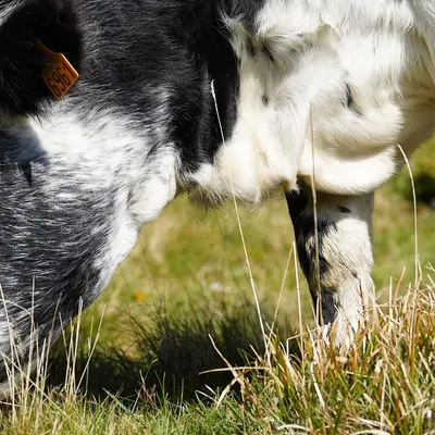 Transhumance de Munster 2026 - ferme-auberge du Treh