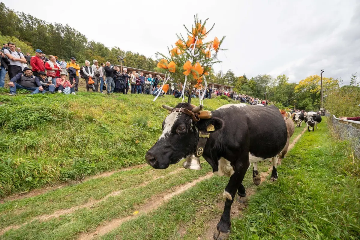 Les vaches montent dans les pâturages de montagne au mois de mai