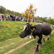 Transhumance de Munster 2026 - ferme-auberge du Treh