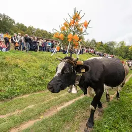 Transhumance de Munster 2027 - ferme-auberge du Treh