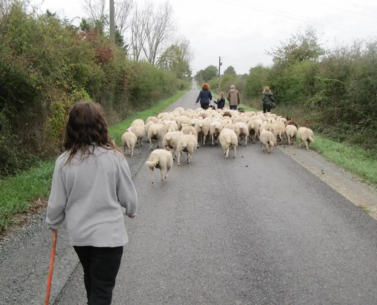 Transhumance des brebis de la ferme de Gommiers
