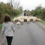 Transhumance des brebis de la ferme de Gommiers