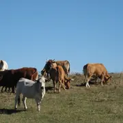 Transhumance En Pays De Sault