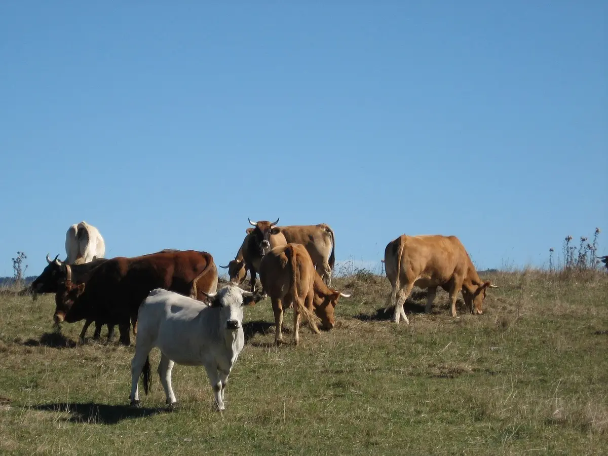Transhumance En Pays De Sault