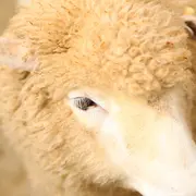 Transhumance et repas