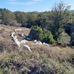 Transhumance : randonnée avec les chèvres de lande à lande