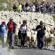 Transhumance Rocamadour- Luzech : étape Crayssac - Luzech