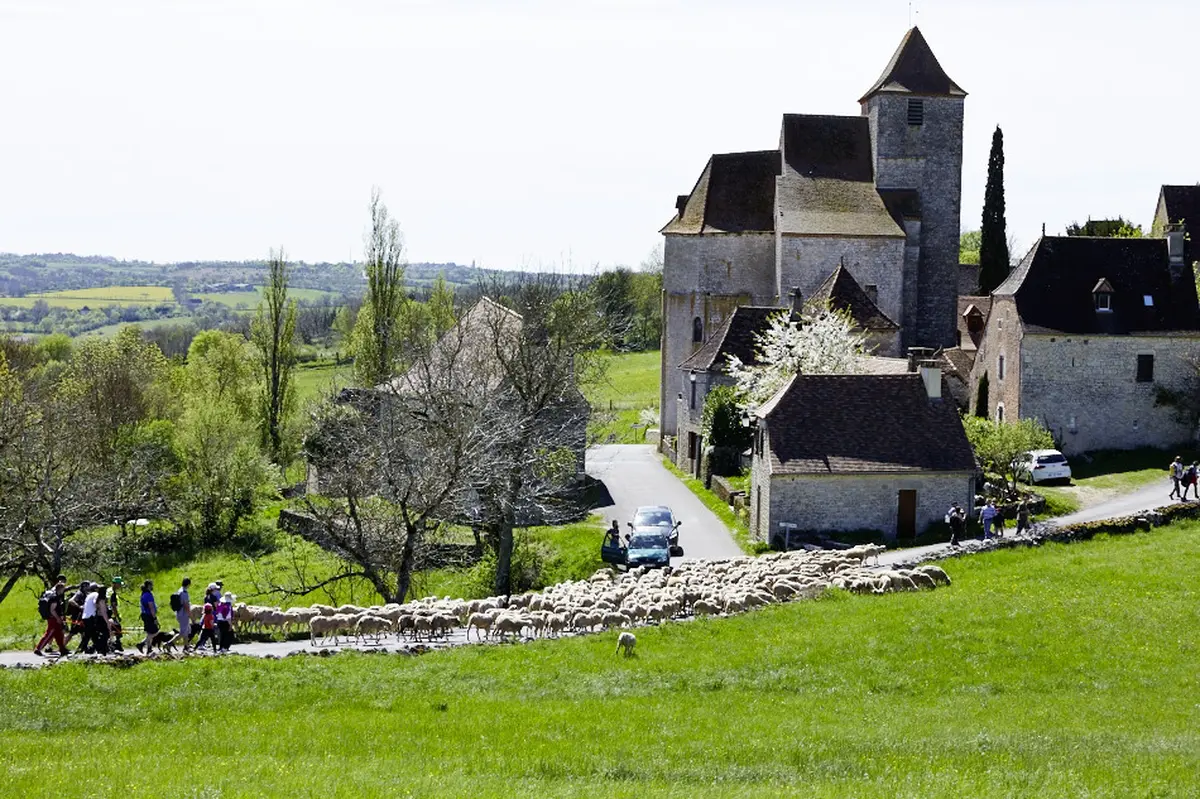 Transhumance Rocamadour - Luzech : étape Frayssinet le Gourdonnais - Gigouzac