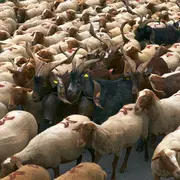 Transhumance Rocamadour-Luzech Exposition Natura 2000