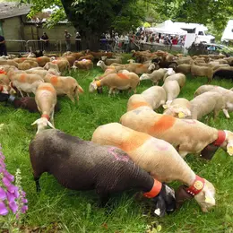 Transhumance - Total Festum
