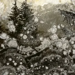 TRAUMA - Exposition de Joan Fontcuberta