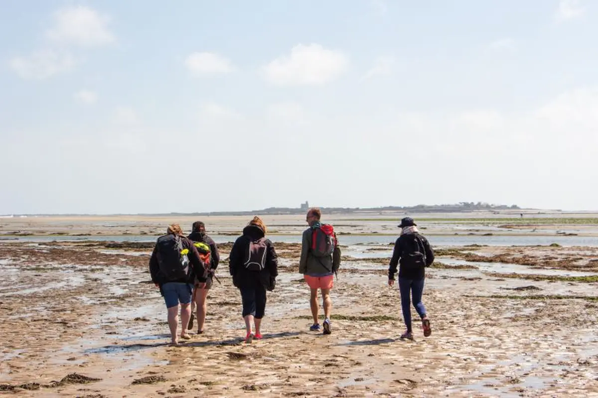 Traversée à pied et visite commentée de l'île Tatihou