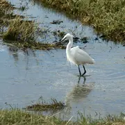 Traversée du havre de Barneville-Carteret
