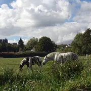 TREC de la Ménigaudière : randonnée équestre