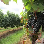 Trésor Gourmand : Rencontre dans les vignes avec un vigneron