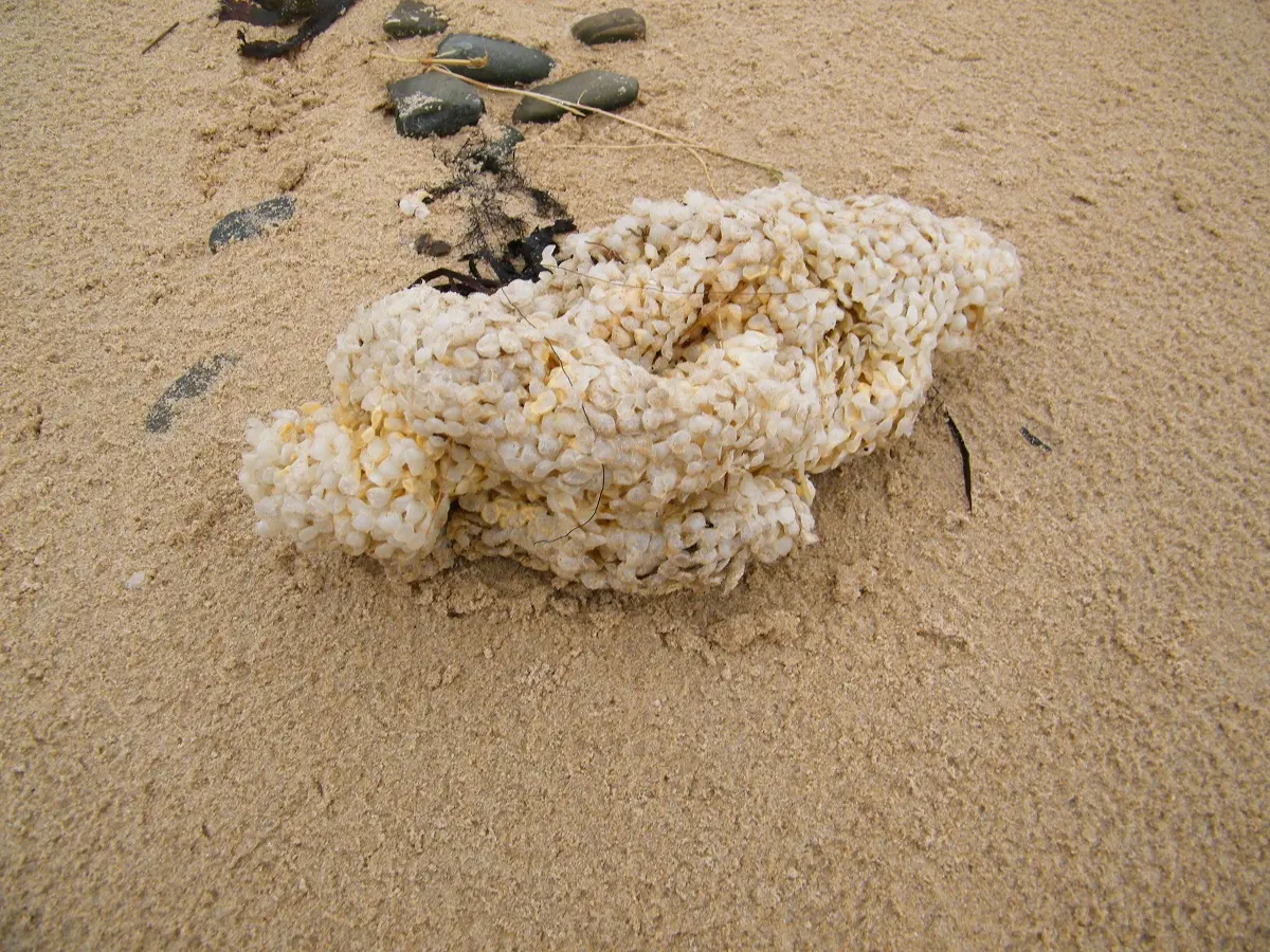 Trésors du haut de plage