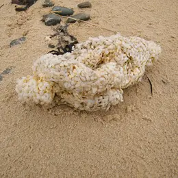 Trésors du haut de plage
