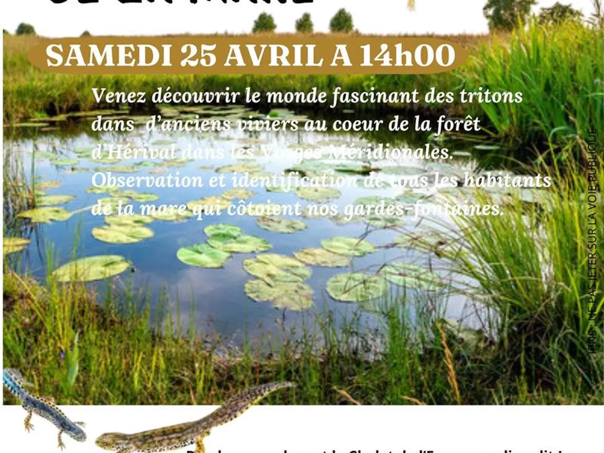 Tritons, les dragons de la mare