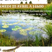 Tritons, les dragons de la mare