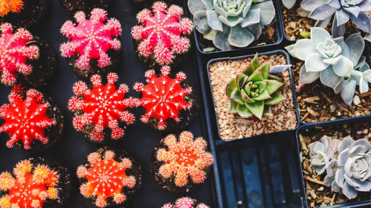 Troc autour du jardin, semis et plantes