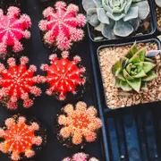 Troc autour du jardin, semis et plantes