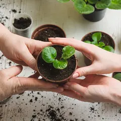 Troc aux plantes