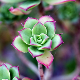 Troc aux plantes