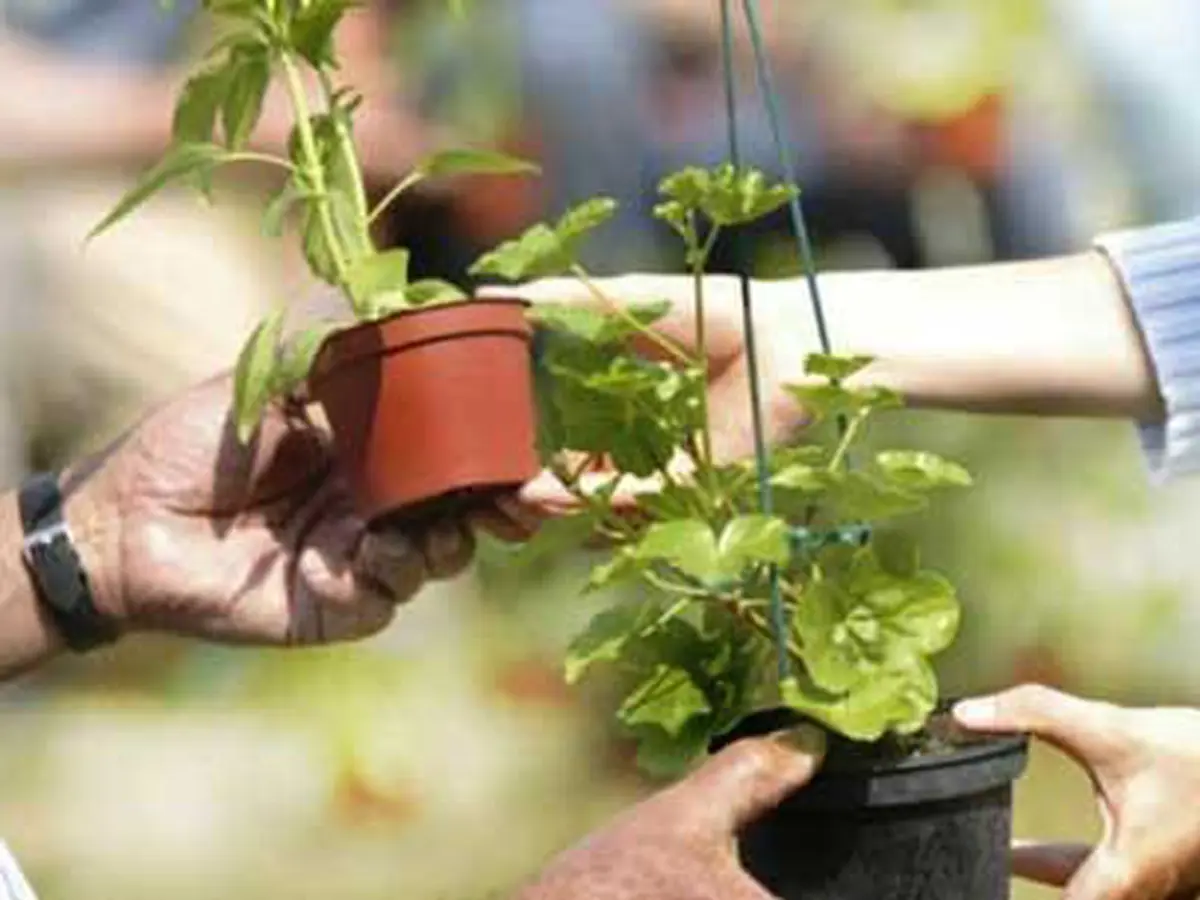 Troc' bocaux & plantes du printemps
