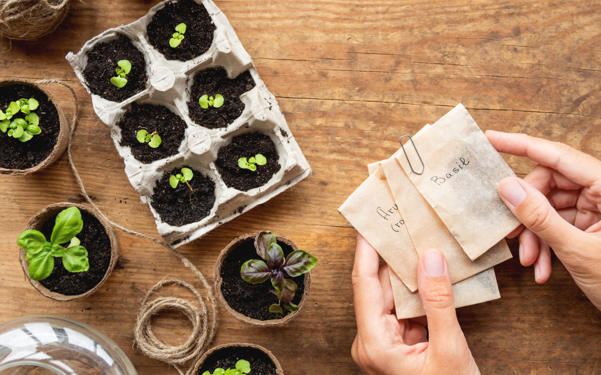 Graines à planter