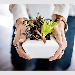 Troc de plantes