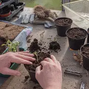 Troc de plantes et de graines