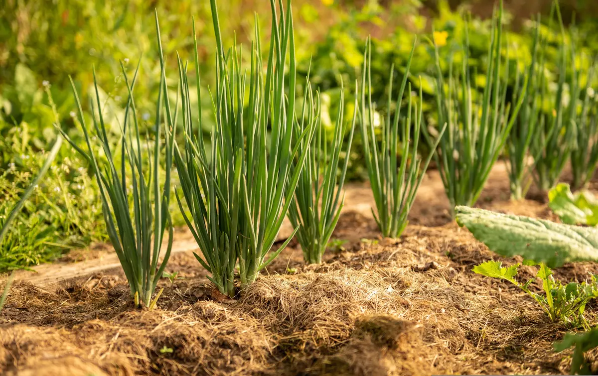 Troc de plants