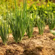 Troc de plants