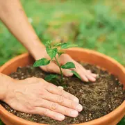 Troc de plants de légumes et fleurs