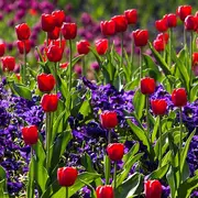 Troc et don de plants et graines au Vrac café