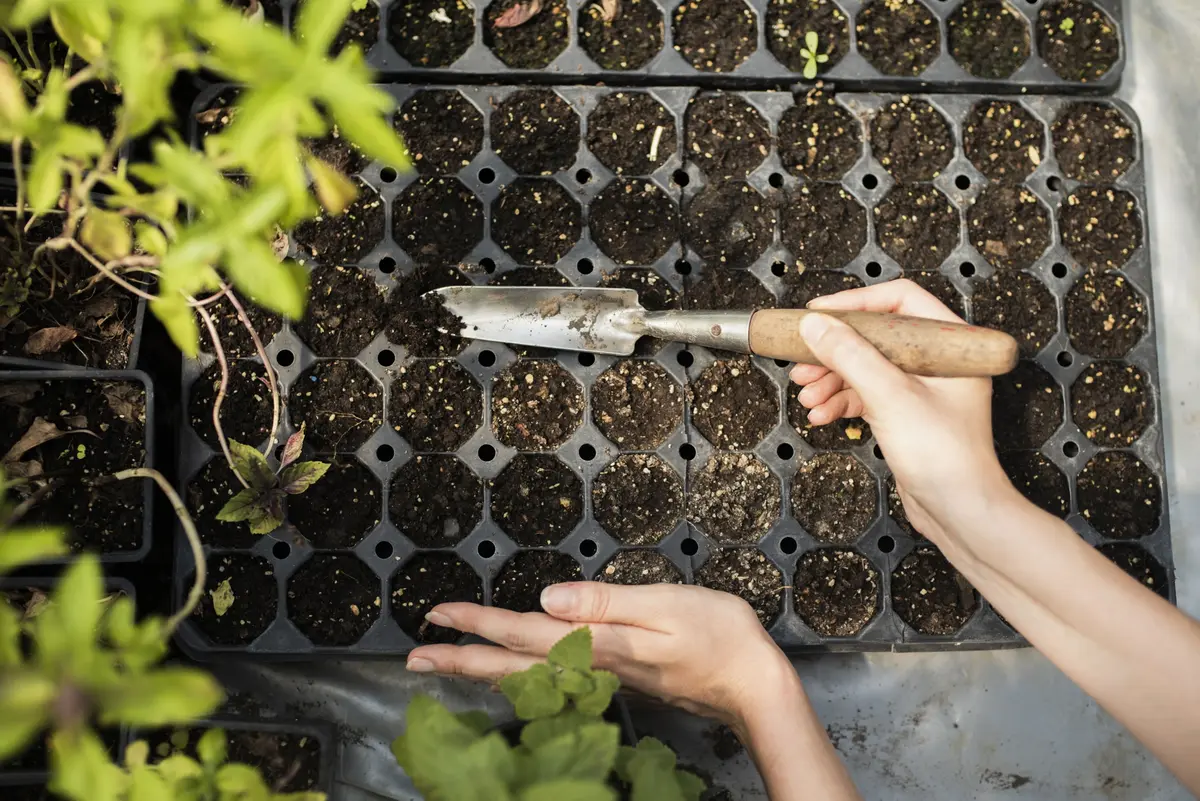 Troc’plantes D’automne