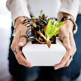 Troc Plantes d'Automne