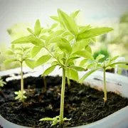 Troc plantes, graines, boutures avec le Foyer Rural