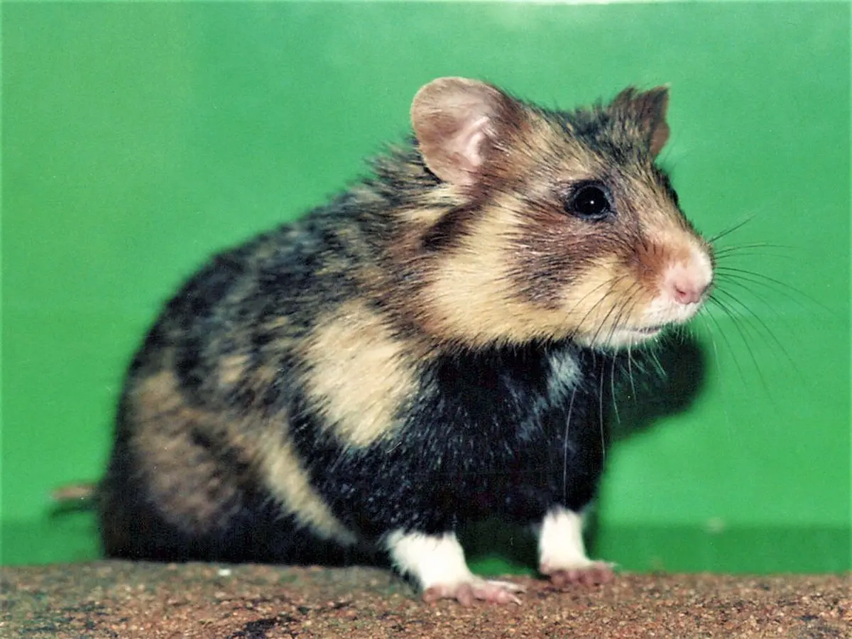 Trop mignon, le Grand Hamster d'Alsace !