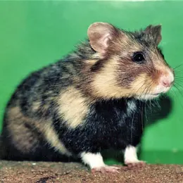5 animaux sauvages à voir en Alsace