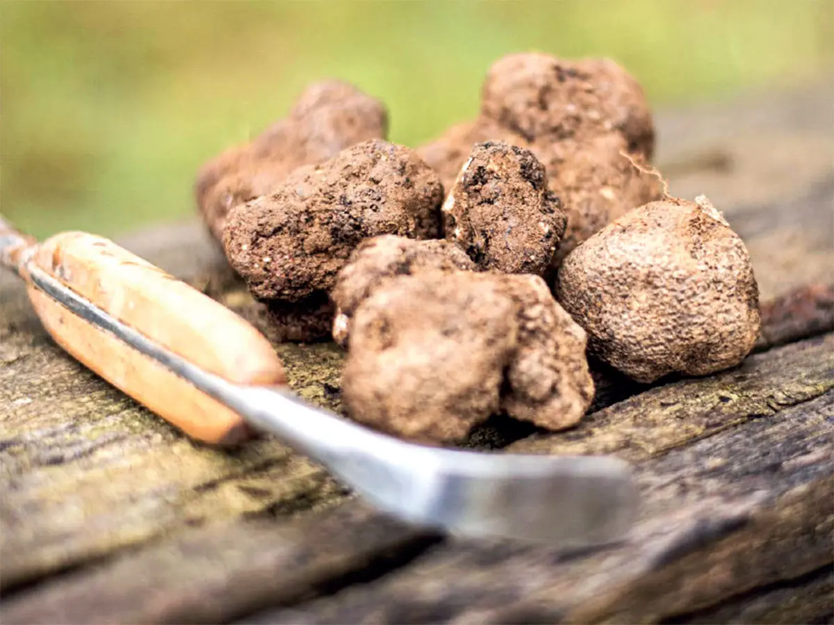 Truffe Et Patrimoine