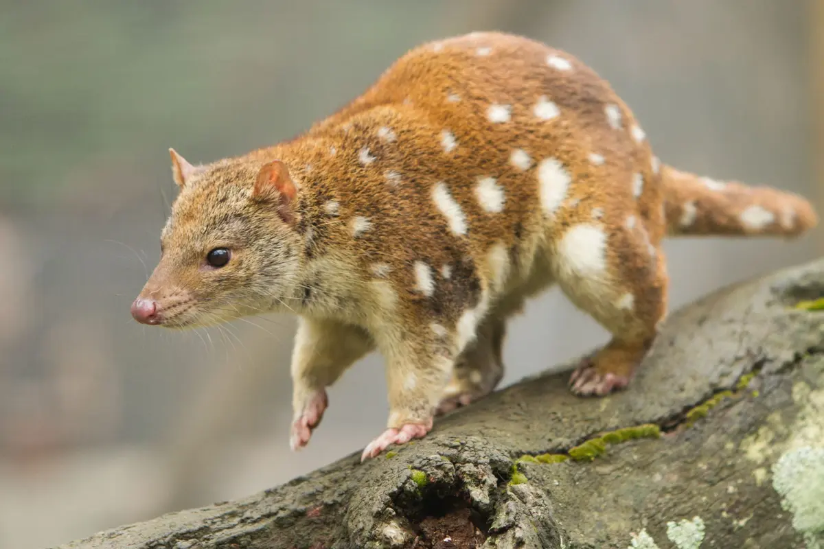 Un animal qui ressemble à Pikachu débarque dans ce parc animalier de Normandie !