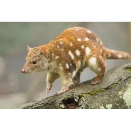 Un animal qui ressemble à Pikachu débarque dans ce parc animalier de Normandie !